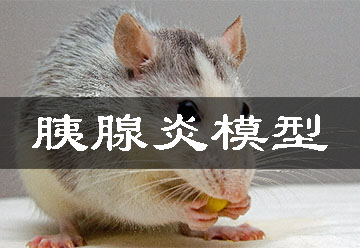胰腺炎模型 胰腺炎模型