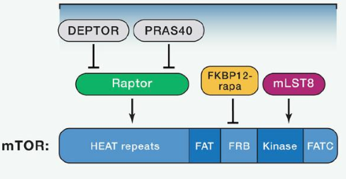 mTORC1由mTOR、Raptor和mLST8以及非核心組件PRAS40和Deptor組成