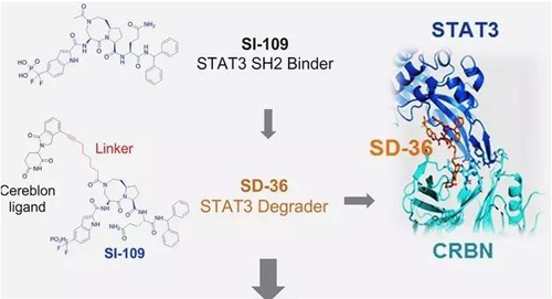 結構優化得到的SH2結合分子SI-109與CRBN結合，得到SD-36