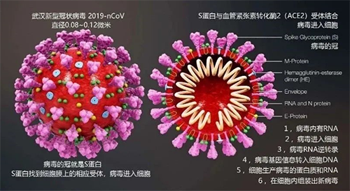 由這一病毒導致的疾病的正式名稱為COVID-19