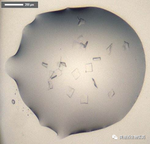 SARS-CoV-2是一種有包膜的單鏈RNA 病毒