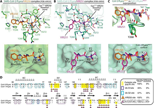 SARS-CoV-2 PLpro對VIR250和VIR251的分子識別