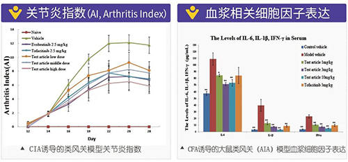 類風濕關節炎鼠足體積