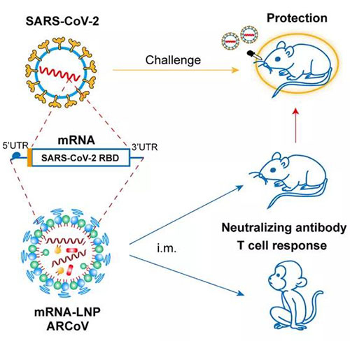 脂質納米顆粒mRNA疫苗-(mRNA-LNP).jpg 脂質納米顆粒mRNA疫苗-(mRNA-LNP).jpg