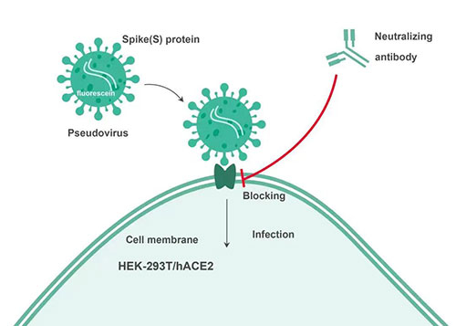 Cell-based中和抗體檢測原理.jpg Cell-based中和抗體檢測原理.jpg