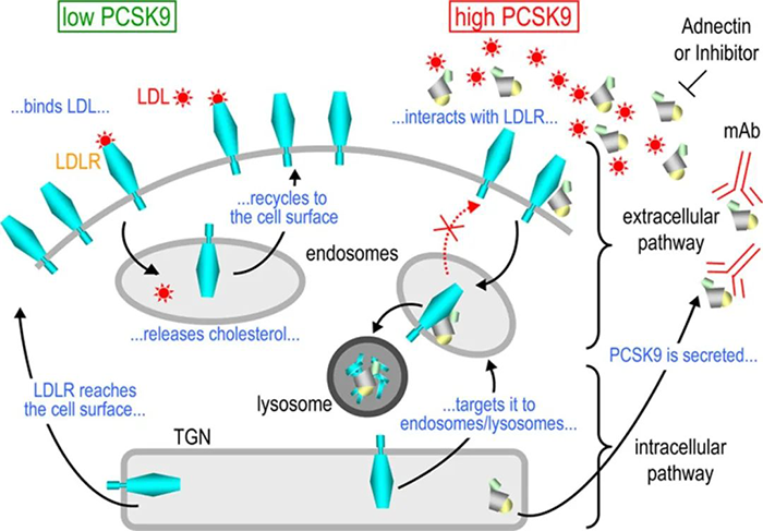PCSK9-誘導-LDL-R-降解的細胞內外途徑的示意圖.png