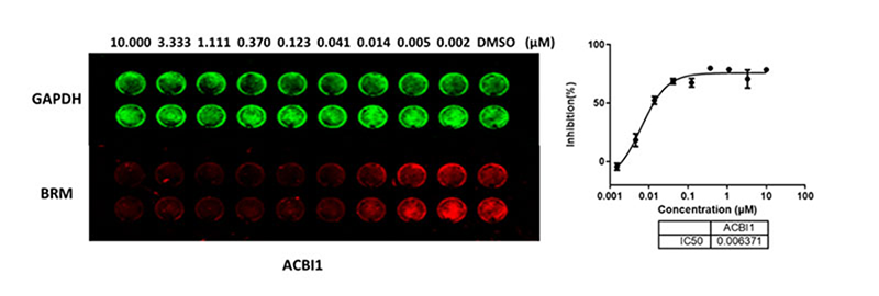 ACBI1（BRM-降解劑）以劑量依賴性方式降解-BRM蛋白.png