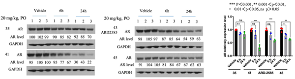AR-降解劑對-VCaP-腫瘤中-AR-蛋白的藥效學-(PD)作用.png AR-降解劑對-VCaP-腫瘤中-AR-蛋白的藥效學-(PD)作用.png