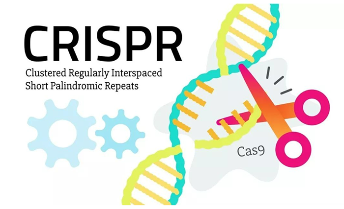 CRISPRCas9 係統高效可控的DNA剪切工具.png CRISPRCas9 係統高效可控的DNA剪切工具.png