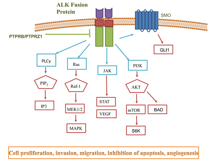 ALK信號通路.jpg ALK信號通路.jpg