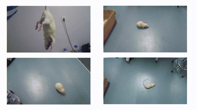 9 Zea-longa評分.gif