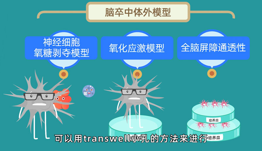 袁雲雲博士—缺血性腦卒中體內的腦缺血模型研究模型 (2).jpg