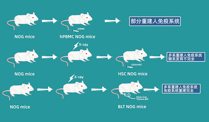 評價腫瘤藥物的動物藥效模型，你選對了嗎.jpg