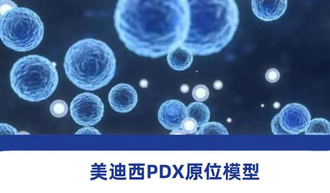hjc黄金城PDX模型.jpg